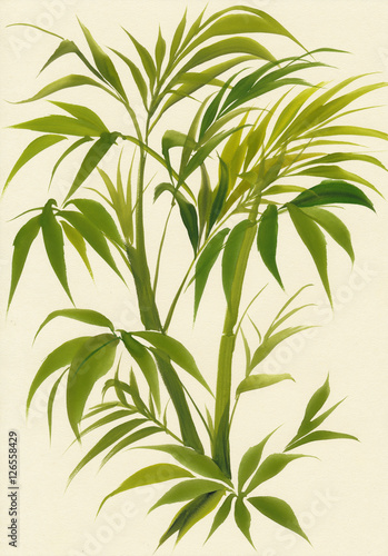Original and stylish watercolor painting of palm bamboo