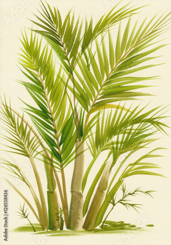 Original and stylish watercolor painting of palm bamboo