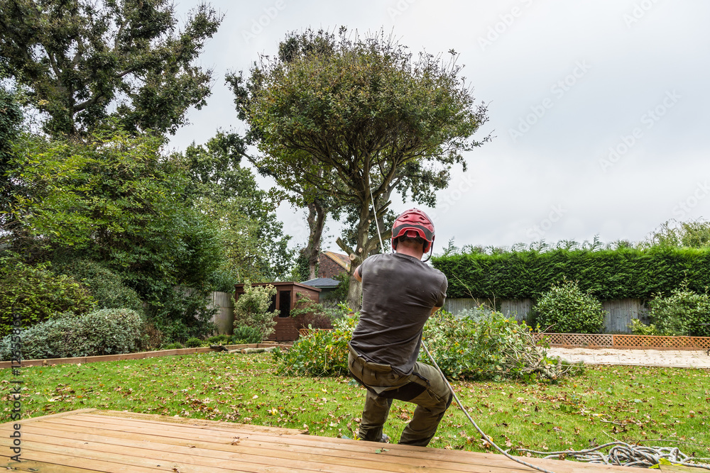 An arborist, lumberjack, pulls the rope attached to an oak tree whilst his  colleague chops the