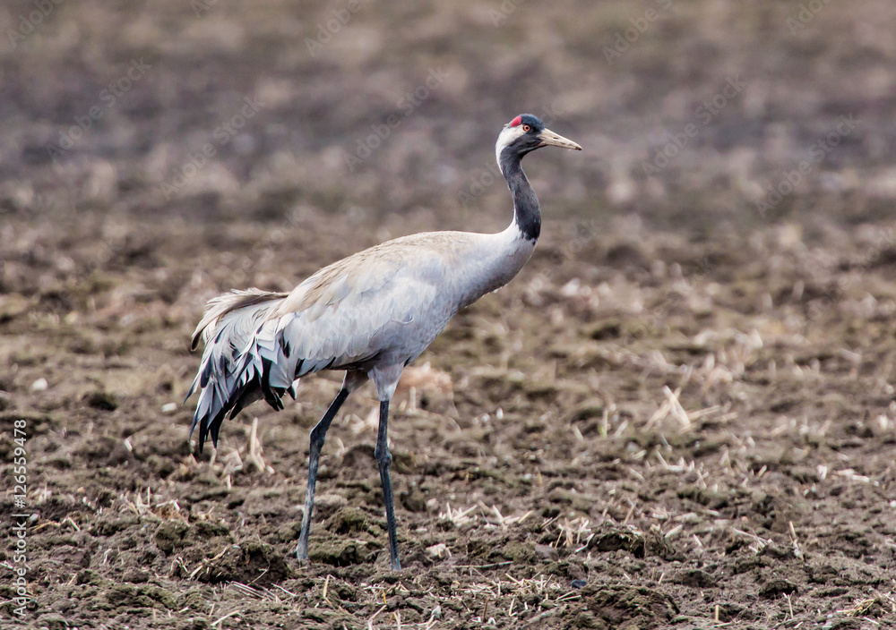 Obraz premium Common crane (Grus grus).