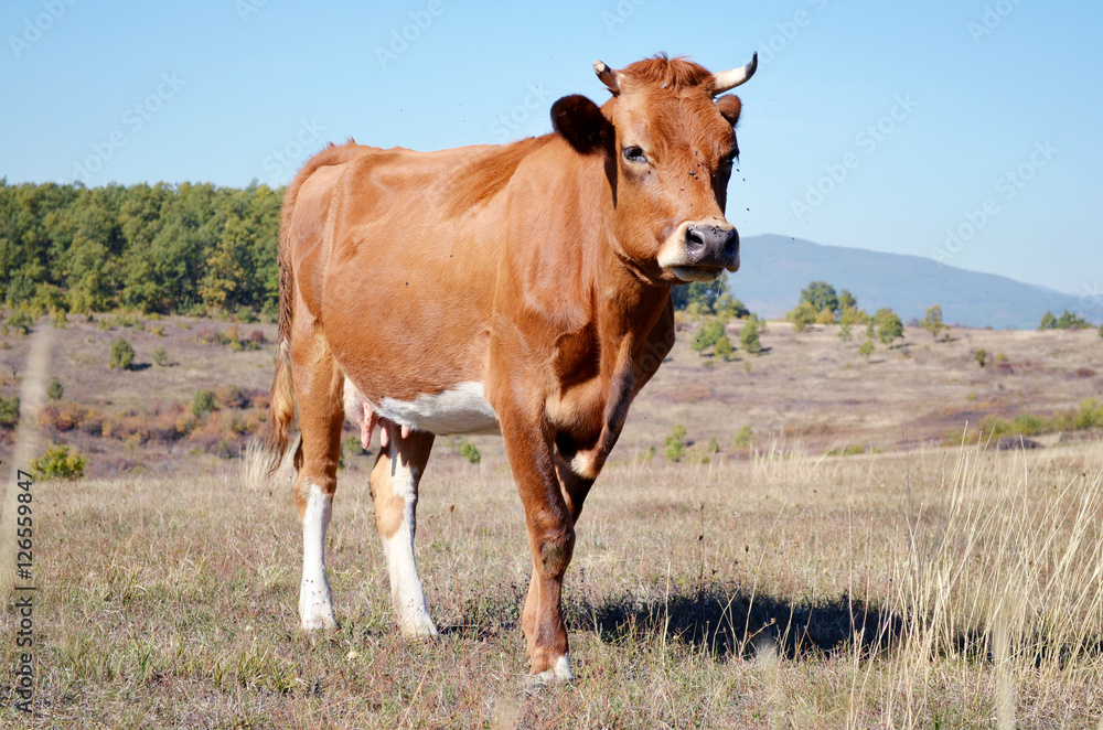 Cow on meadow 