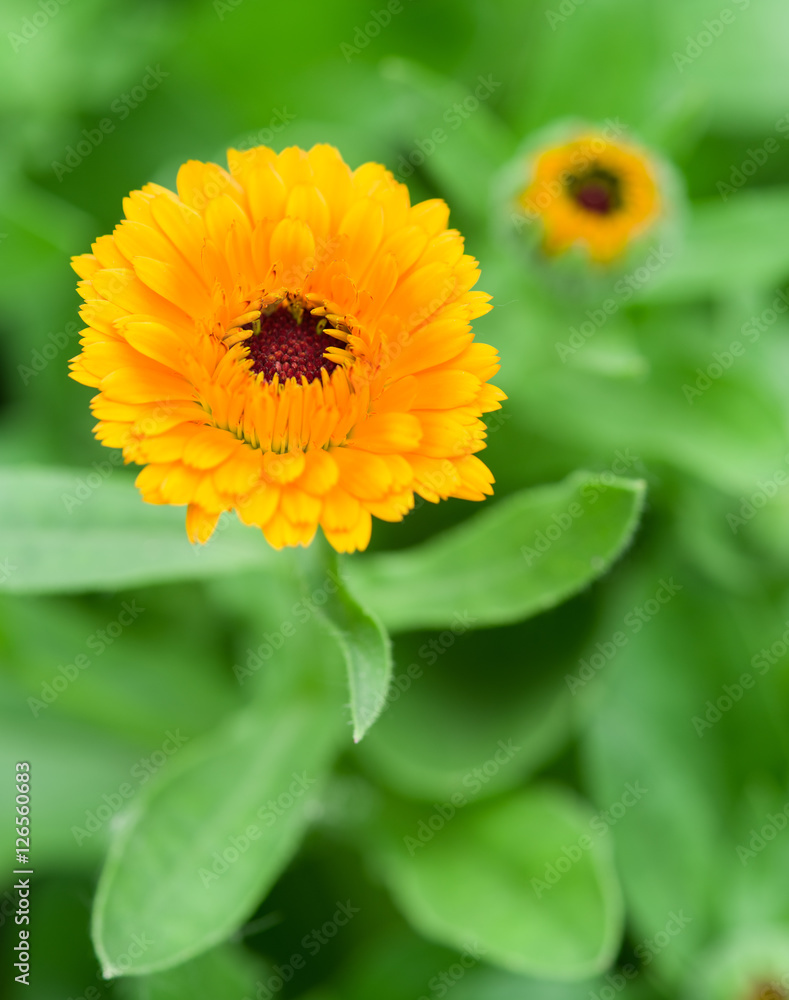 Calendula or marigold flower. Blurred green flowerbed on the bac Calendula or marigold flower. Blurred green flowerbed on the bac
