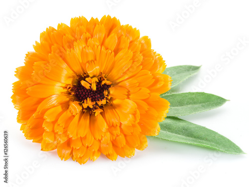 Calendula flower on the white background.