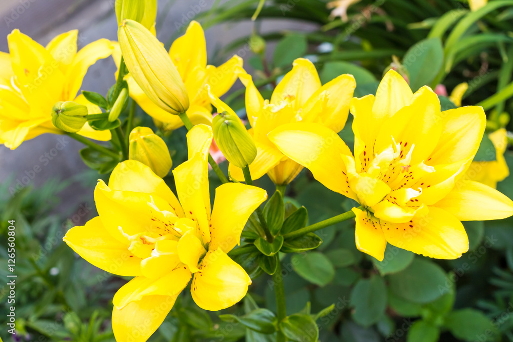 Flowers bright yellow close-up Flowers bright yellow close-up