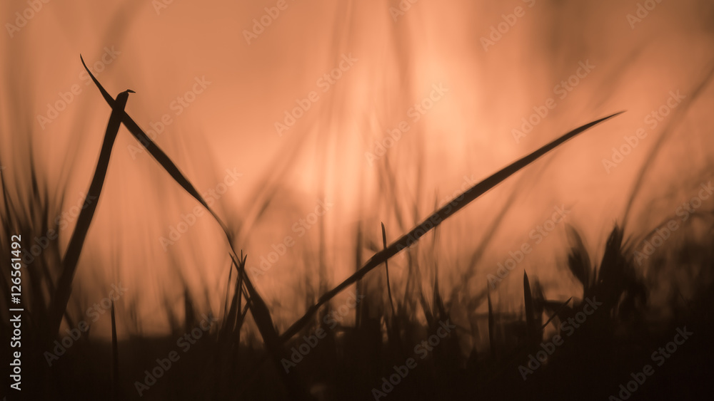 Grass in the sunset