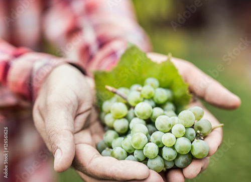 White wine grapes in the male hands.