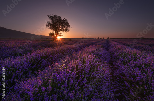 Fototapeta Naklejka Na Ścianę i Meble -  Lonely tree in lavender field at sunrise near Kazanlak town, Bulgaria
