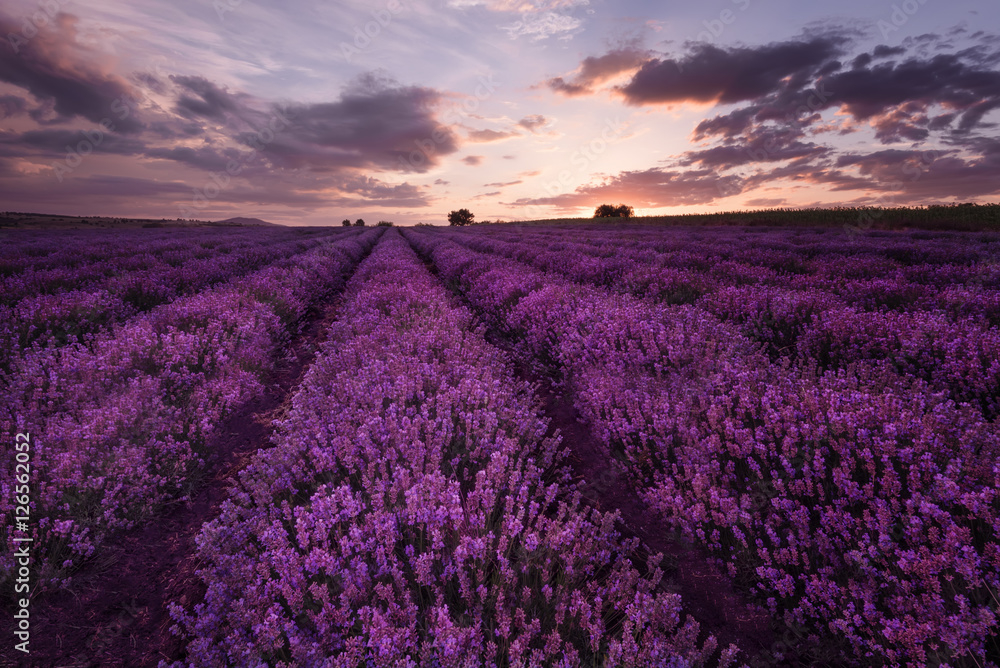 Sunset at lavender field near Burgas city, Bulgaria