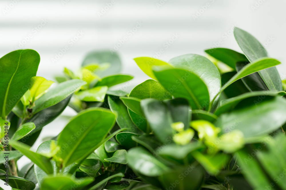 green office green office