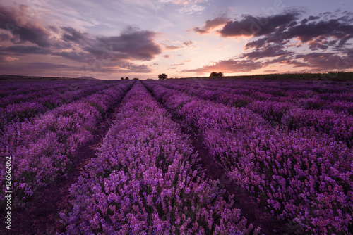 Fototapeta Naklejka Na Ścianę i Meble -  Sunset at lavender field near Burgas city, Bulgaria