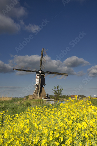 Rapeseed near the Broekmolen windmill