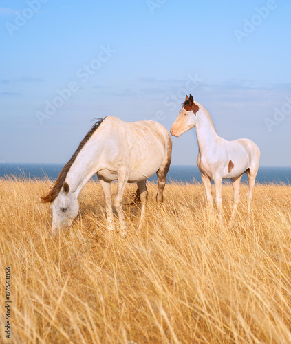 Horses at seashore