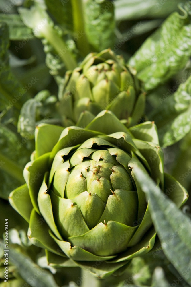 Fototapeta premium Artichokes Growing On Salinas, California Farm
