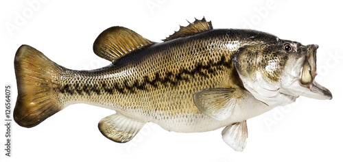 Mounted Largemouth Bass