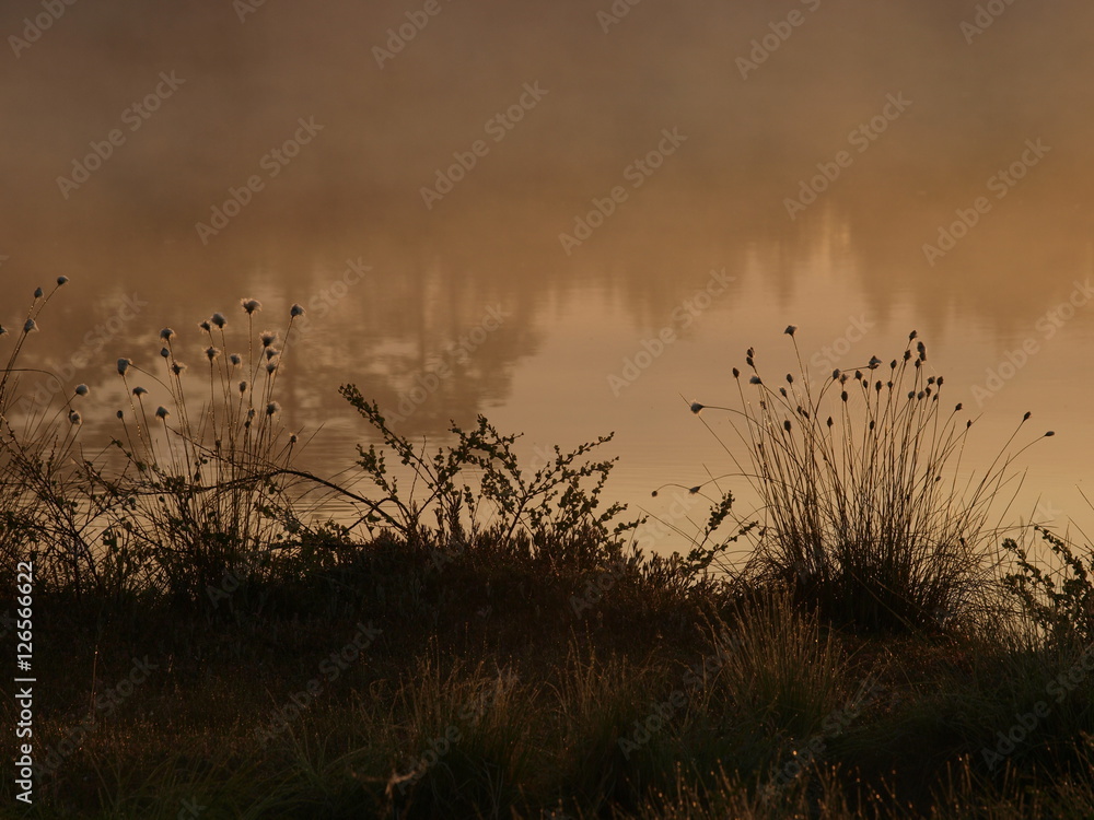 Obraz premium Eriophorum vaginatum at sunrise by Lake Kakerdaja