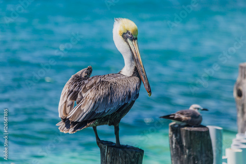 Pelican in the ocean, Sea Bird 