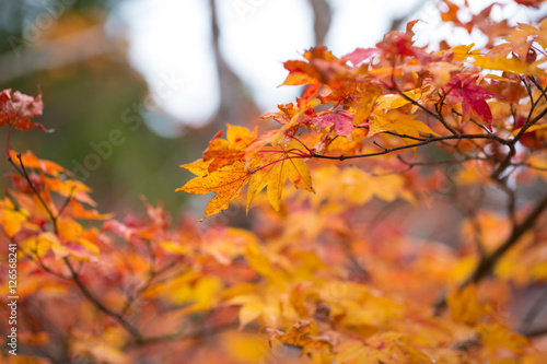 Yellow to red leaves tree of maple in autumn season, Koyasan, wakayama, Japan