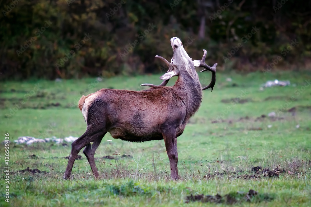 Naklejka premium Deer male in love