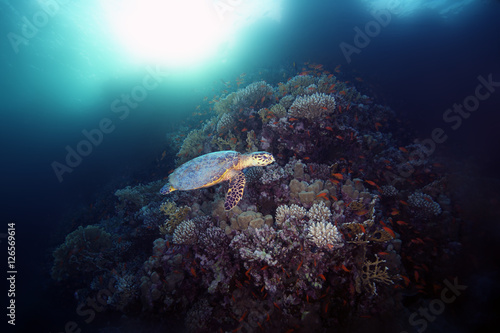 The olive ridley sea turtle (Lepidochelys olivacea) swims along the reef with the sun in the background