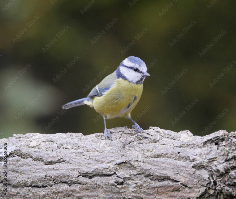 Obraz premium Blue tit, Cyanistes caeruleus