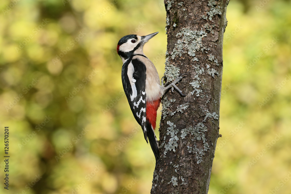 Great-spotted woodpecker, Dendrocopos major Great-spotted woodpecker, Dendrocopos major