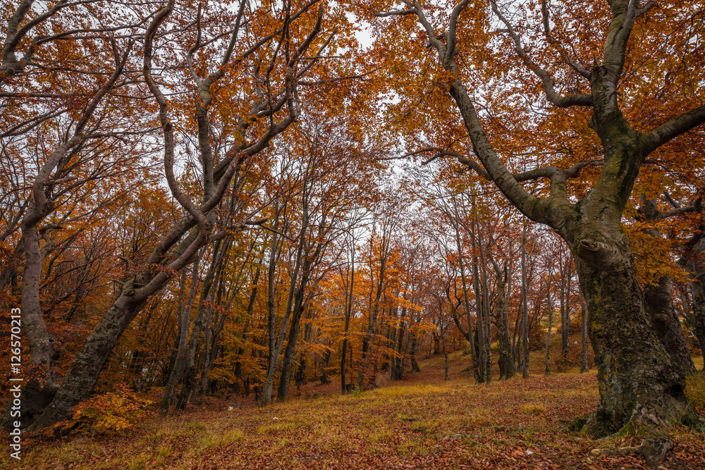 Obraz premium Autumn forest and nature colours