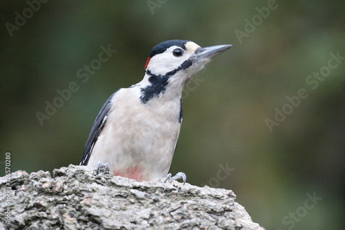 Great-spotted woodpecker,  Dendrocopos major