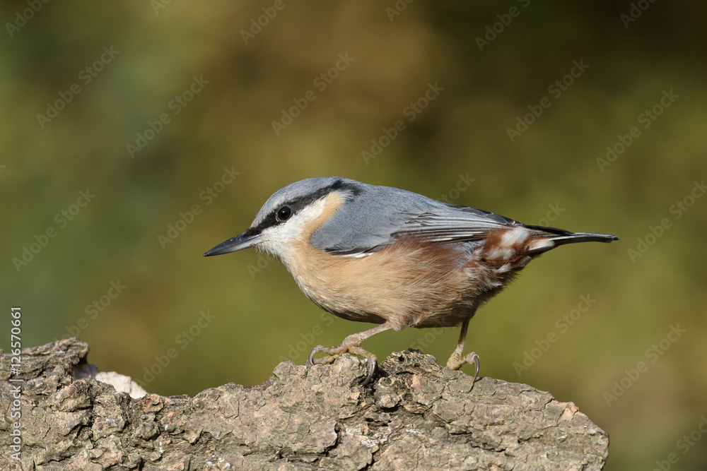 Obraz premium Nuthatch, Sitta europaea