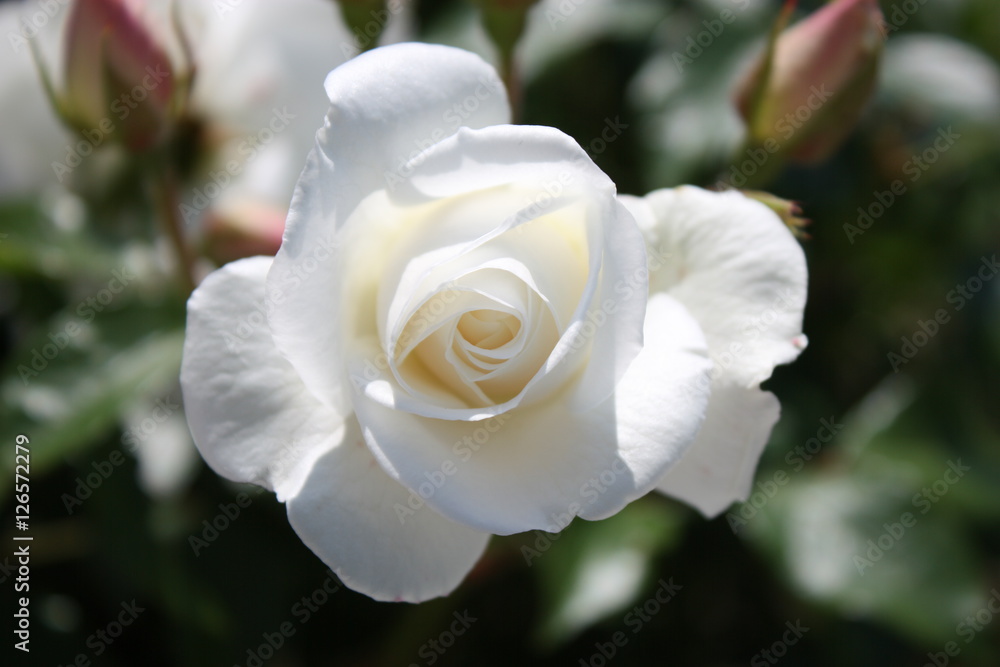 White rose blossom White rose blossom