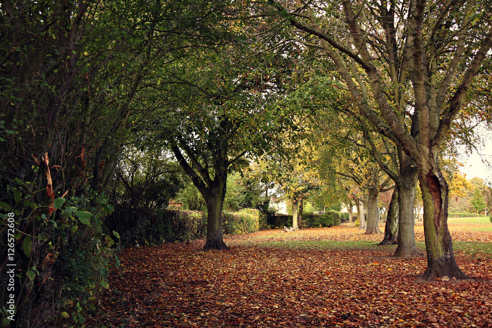 Naklejka premium trees