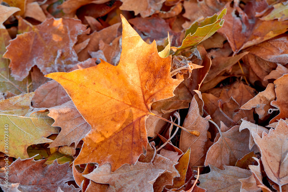 Closeup of autumn leave with frost