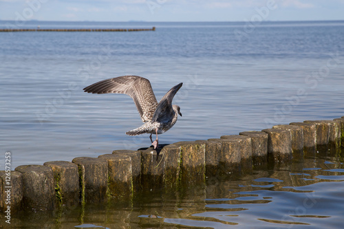 startende Möwe