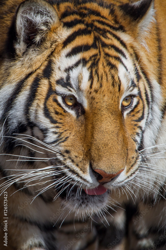 Obraz premium Amur Tiger