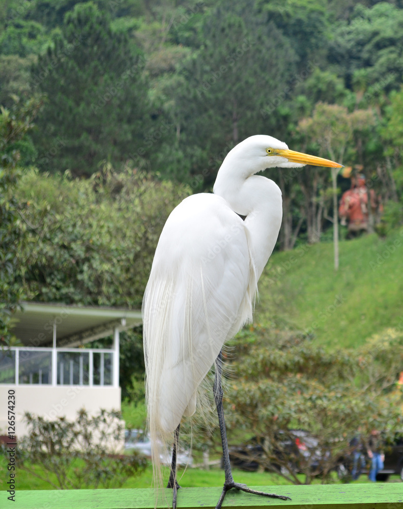 Obraz premium Garça branca no campo