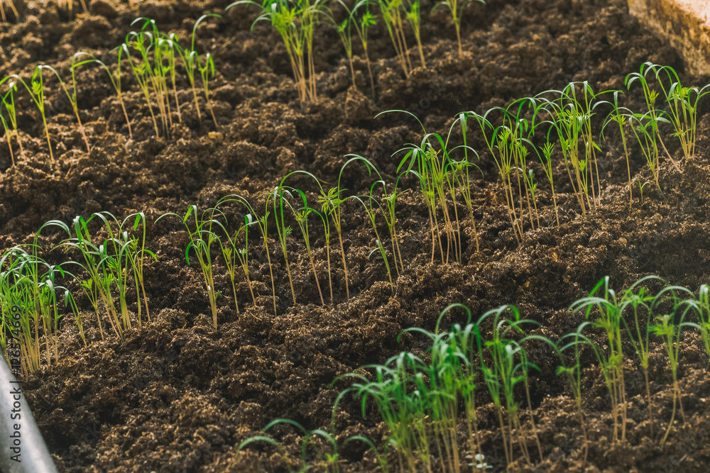 young green sprout in the ground close up young green sprout in the ground close up