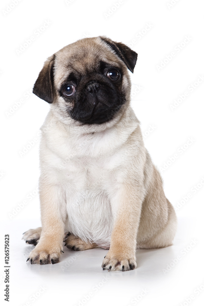 pug puppy dog looking at the camera (isolated on white background)