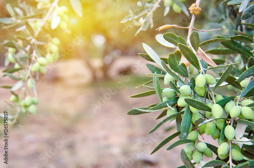Finest olives on the olive tree, Greece, Cretе