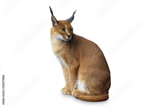 Photography Caracal African wild cat . Isolated on white