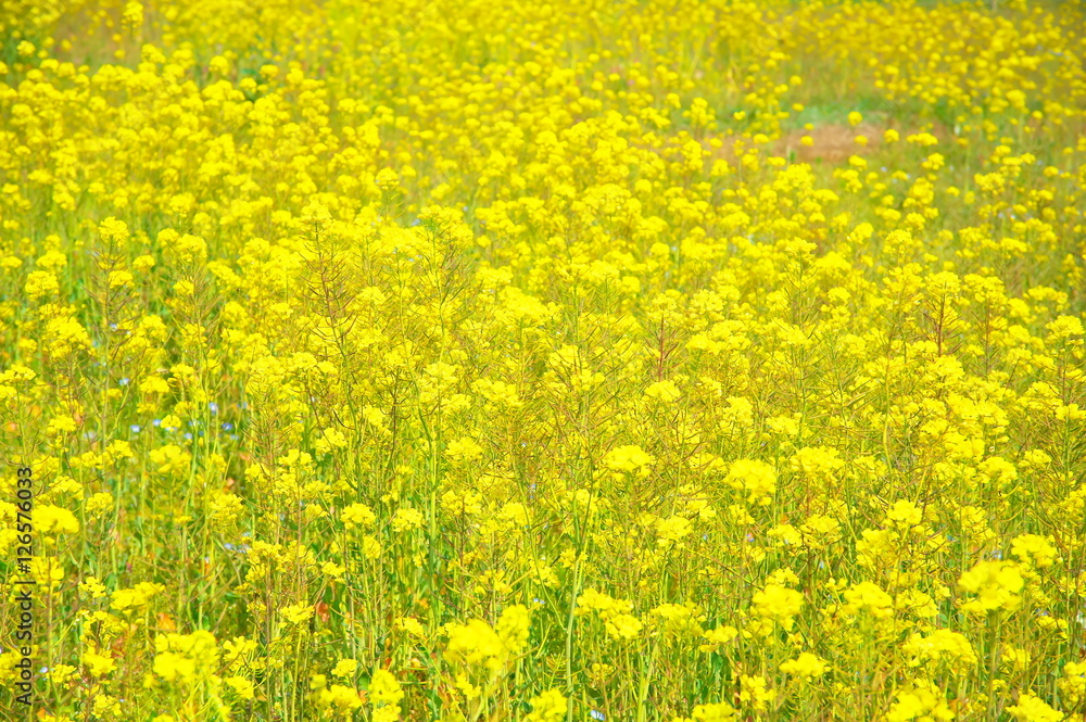 Obraz premium 菜の花