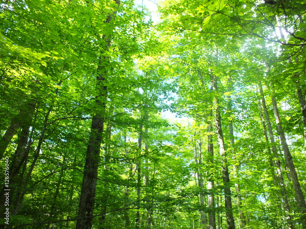 Dense forest Dense forest