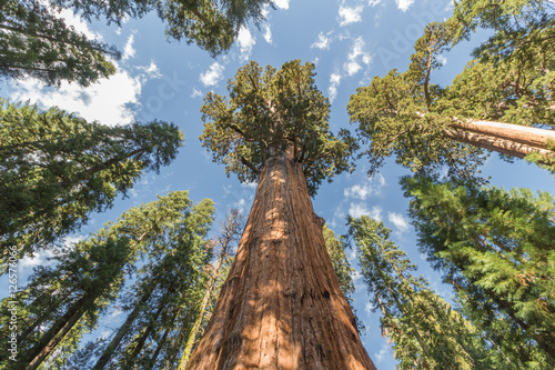 Huge Redwood Tree in Sequoia National Park, California photo