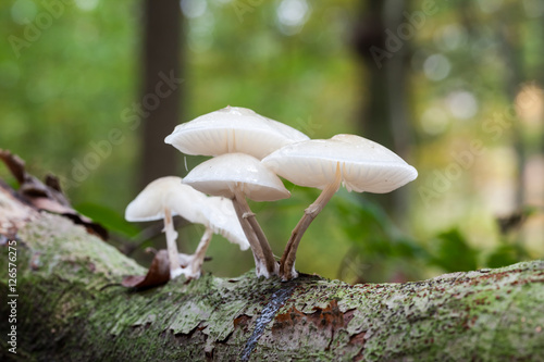 an porcelain fungus