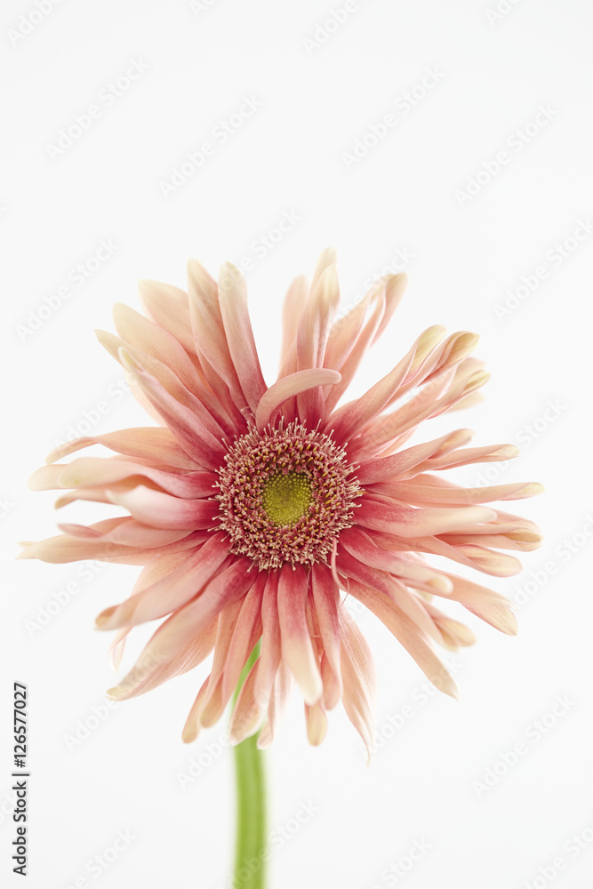 Daisy Daisy