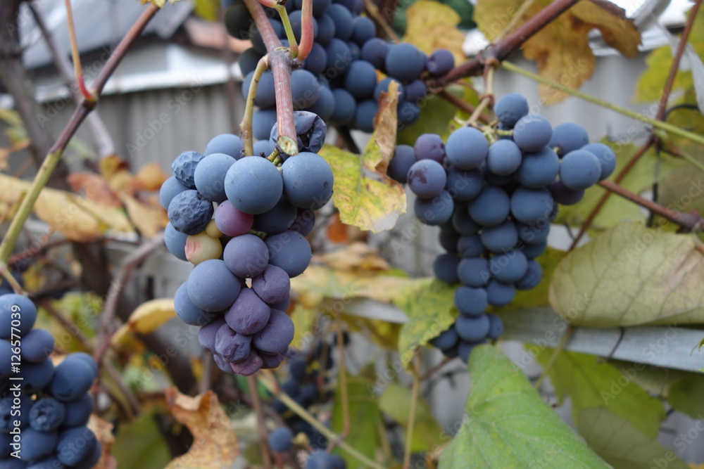 Blue grapes