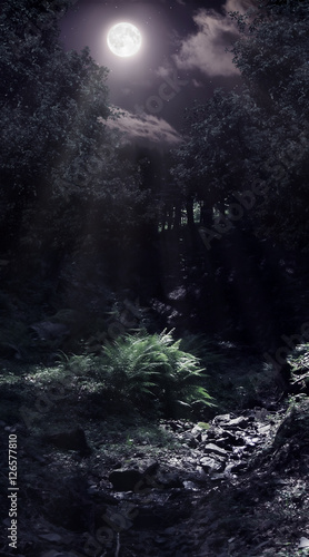 Moonlight in the woods © Yuriy Mazur