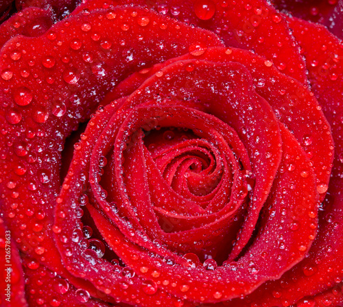 роза красная макро с капельками 