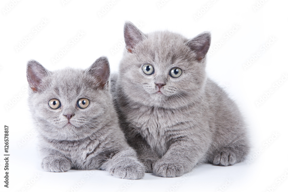 Funny kitten British cat (isolated on white) Funny kitten British cat (isolated on white)