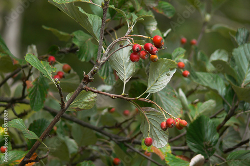 Sorbo montano (Sorbus aria) ramo con frutti