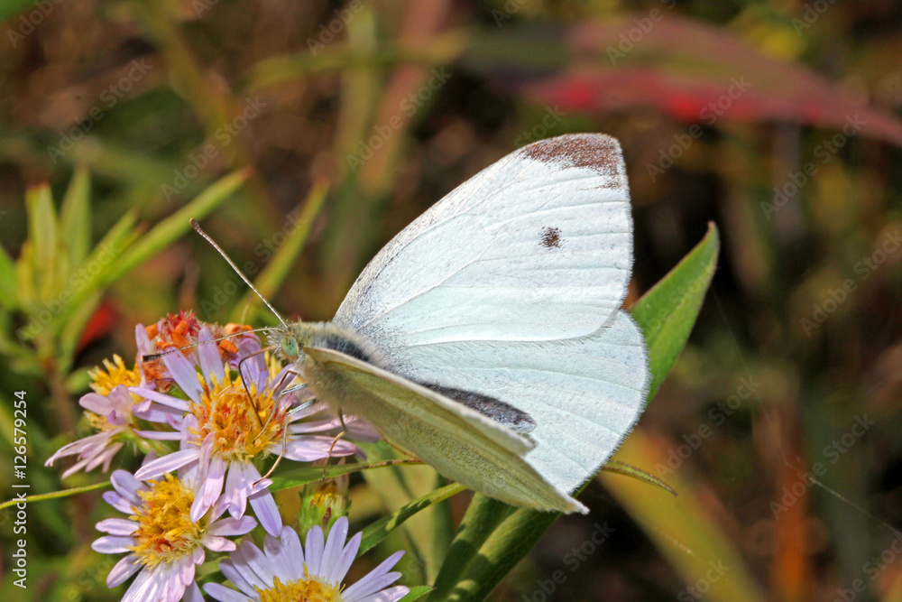 cavolaia minore, pieride della rapa (Pieris rapae o Artogeia rapae) cavolaia minore, pieride della rapa (Pieris rapae o Artogeia rapae)