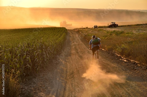 Biker riding on cycling road through summer agricultural fields which are full of gold wheat